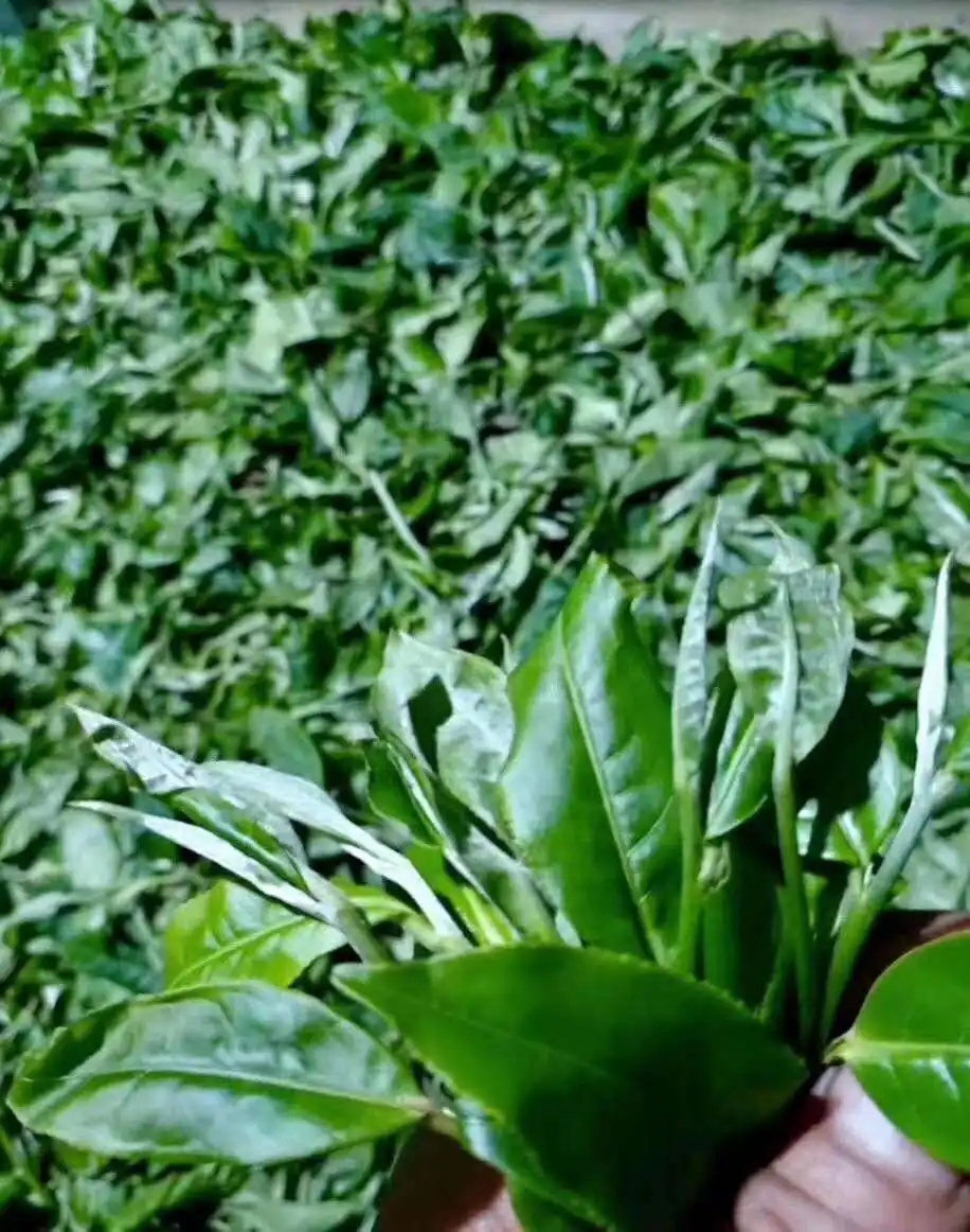 【答疑解惑】關(guān)于勐庫(kù)大葉種，你了解多少？