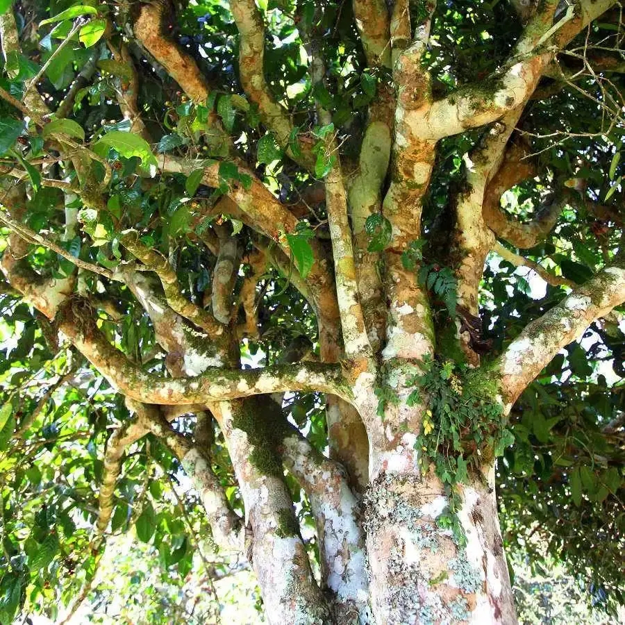 來(lái)自易武秘境的至味臻品！氣韻強(qiáng)勁，余韻深邃，一口喚醒你的味蕾~