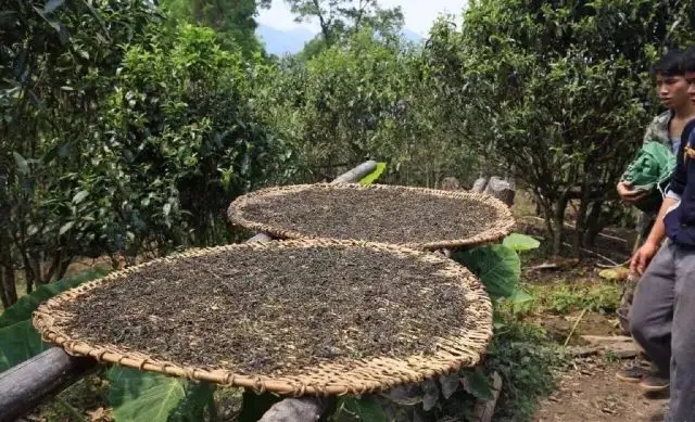 顛覆認(rèn)知！普洱茶的傳統(tǒng)工藝究竟是什么？