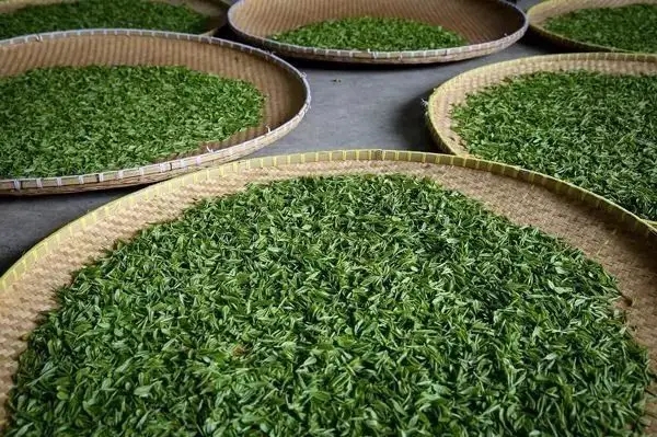 傳統(tǒng)普洱茶殺青工藝原理，專家們是這樣說的