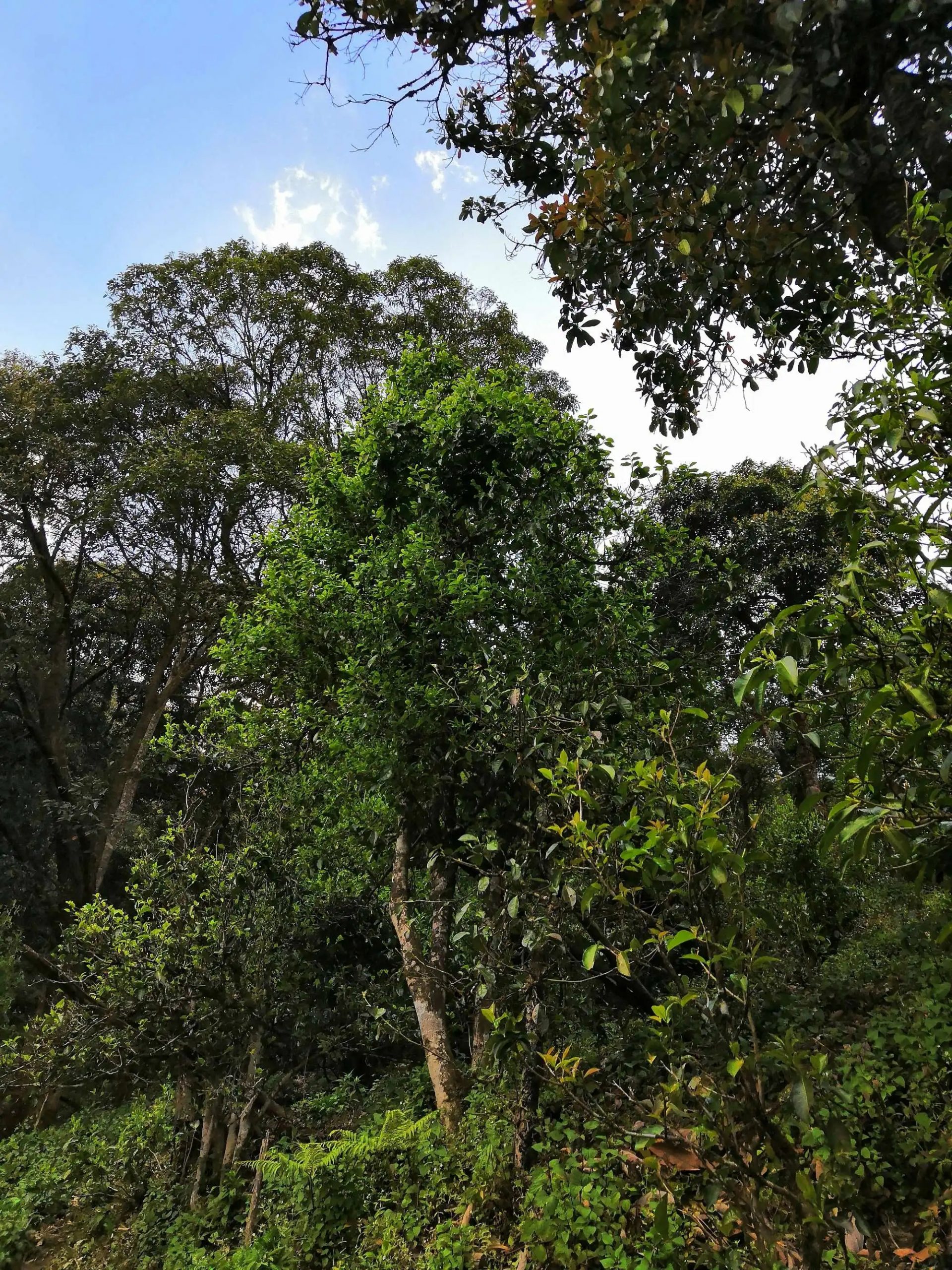 古樹茶的市場，未來該如何發(fā)展？