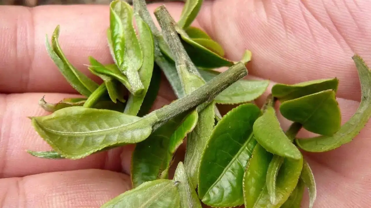 云南大葉種曬青毛茶，是什么茶？