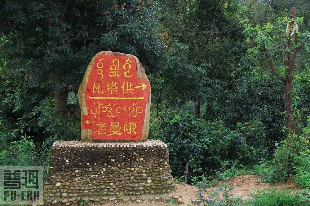 2023年老曼峨古樹春茶特點是什么？