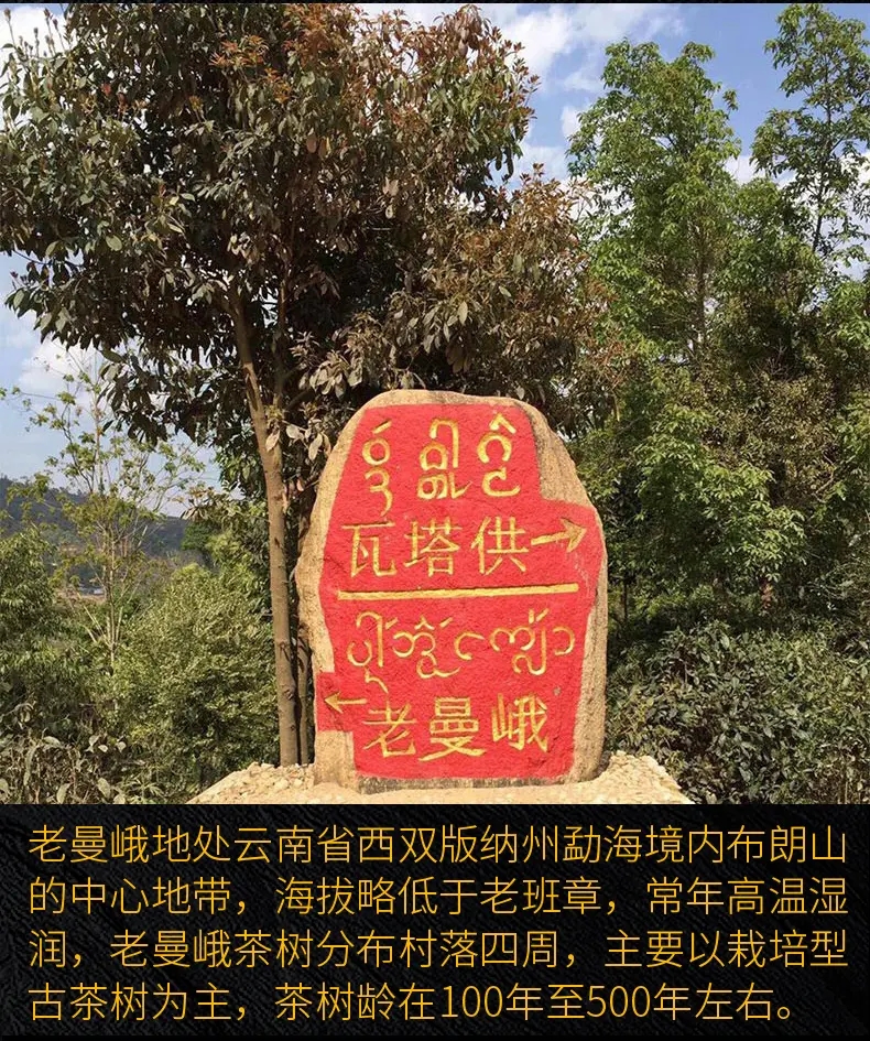 2023年老曼峨古樹春茶口感？