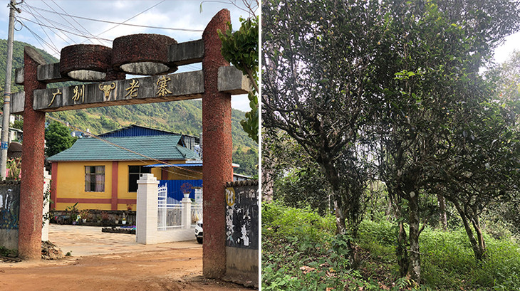 2023年廣別老寨古樹春茶多少錢一公斤？