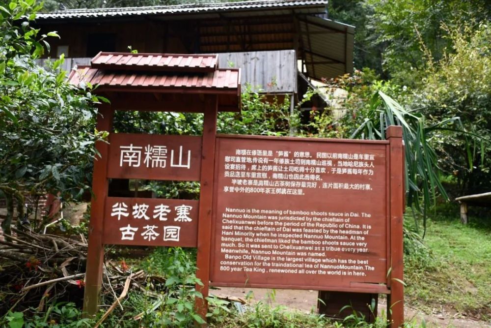 2023年半坡老寨古樹春茶口感是什么？