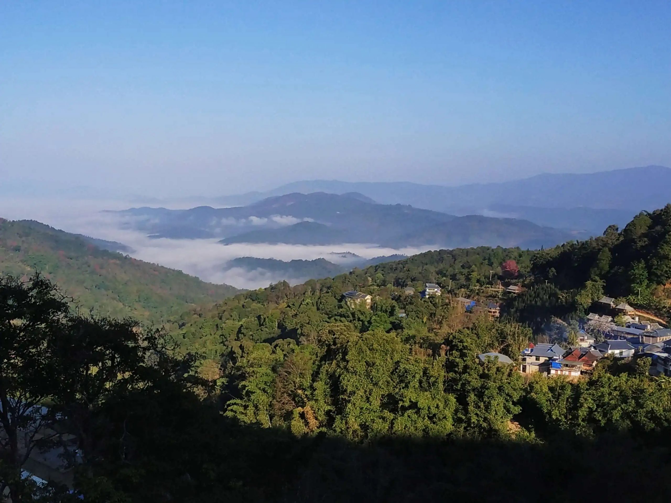 2023年南糯山古樹春茶口感如何？