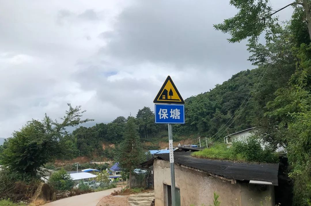 2023年保塘老寨古樹春茶特點是什么？