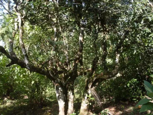 2023年保塘老寨古樹春茶多少錢一公斤？