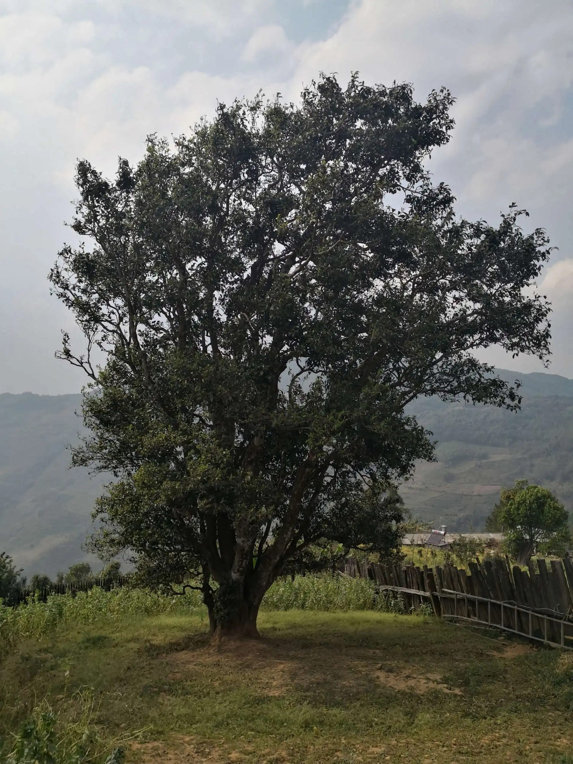 2023年邦崴古樹春茶口感怎么樣？