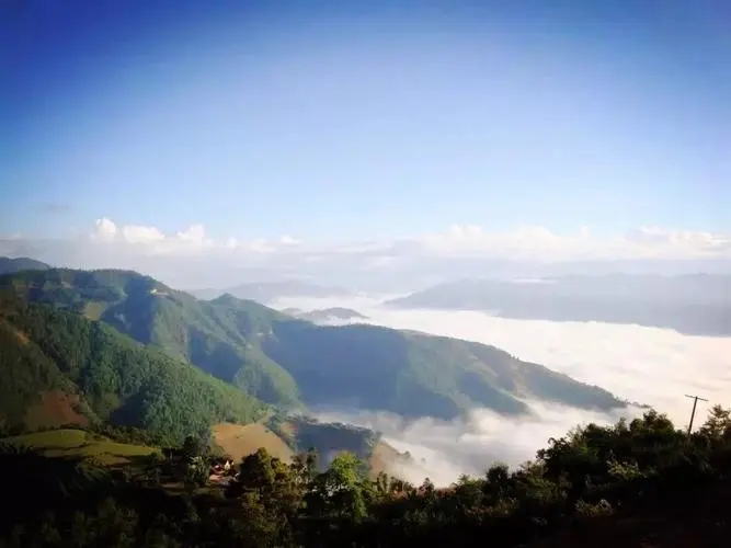 2023邦崴古樹春茶特點是什么？