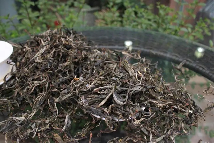 2023冰島古樹春茶品質(zhì)如何？