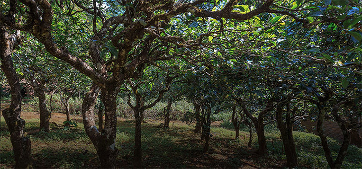 2023年小戶賽古樹(shù)春茶品質(zhì)怎么樣？