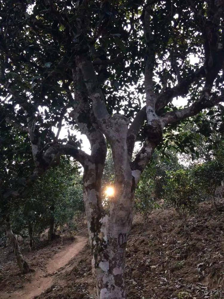 2023小戶賽古樹春茶口感是什么？