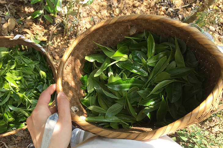 2023小戶賽古樹春茶價格是多少？