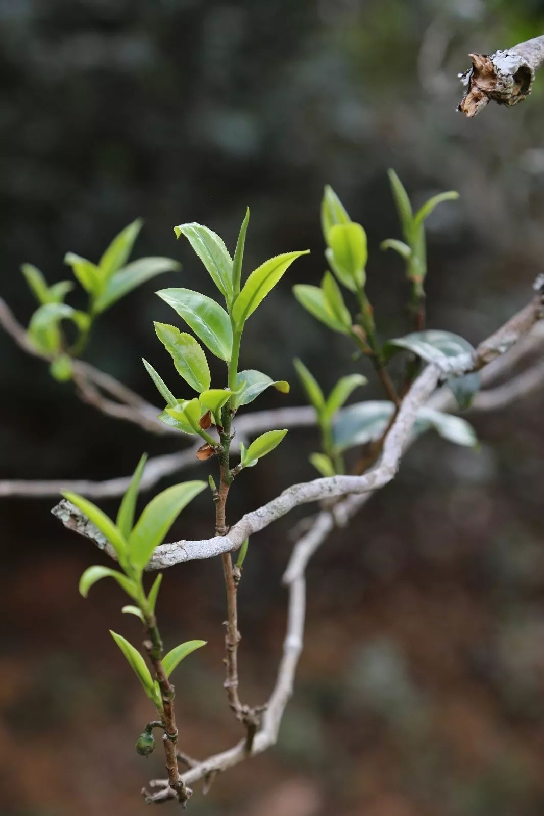 2023年昔歸古樹春茶特點(diǎn)是什么？