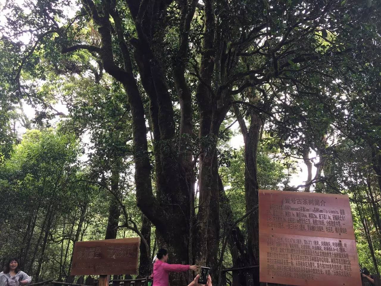 2023年大雪山古樹春茶品質(zhì)怎么樣？