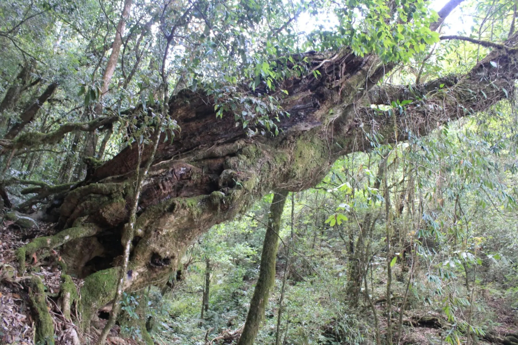 2023年大雪山古樹春茶口感怎么樣？