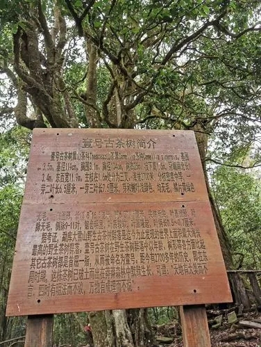 2023年大雪山古樹春茶特點(diǎn)是什么？