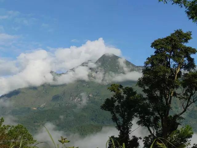 2023年忙肺古樹(shù)春茶多少一公斤？