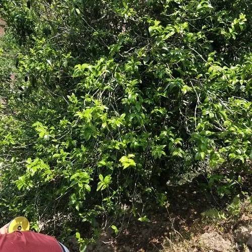 2023年那罕古樹(shù)春茶品質(zhì)如何？