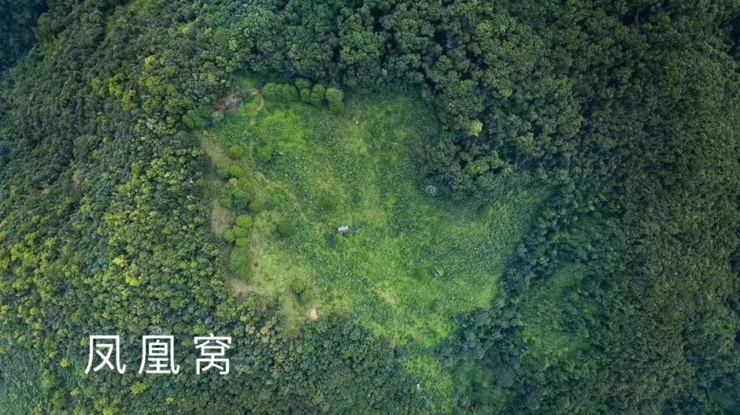 2023年鳳凰窩古樹(shù)春茶品質(zhì)如何？