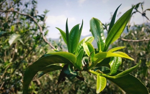 2023年小戶(hù)賽古樹(shù)春茶品質(zhì)怎么樣？