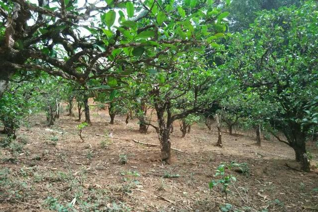 2023年小戶(hù)賽古樹(shù)春茶多少一公斤？