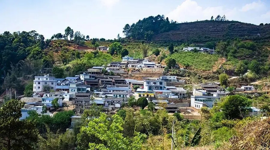 2023年正氣塘古樹(shù)春茶口感如何？