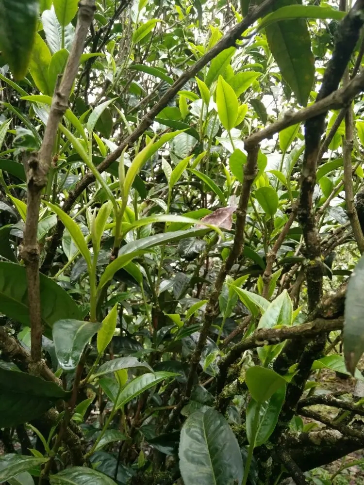 2023年壩糯古樹春茶口感怎么樣？