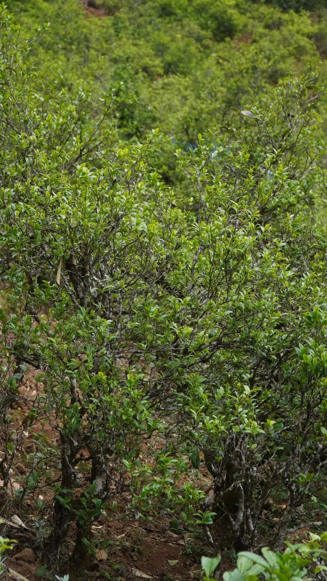 2023年壩糯古樹春茶特點是什么？