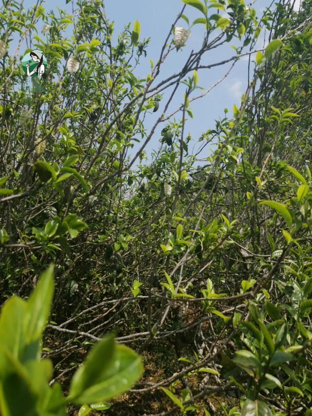 2023年壩糯古樹春茶價格是多少？