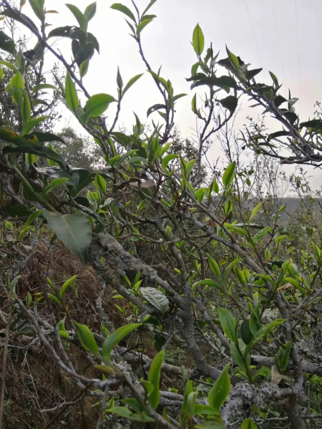 2023年壩糯古樹春茶多少一公斤？