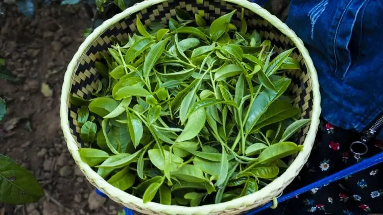 2023年那蕉古樹春茶特點是什么？