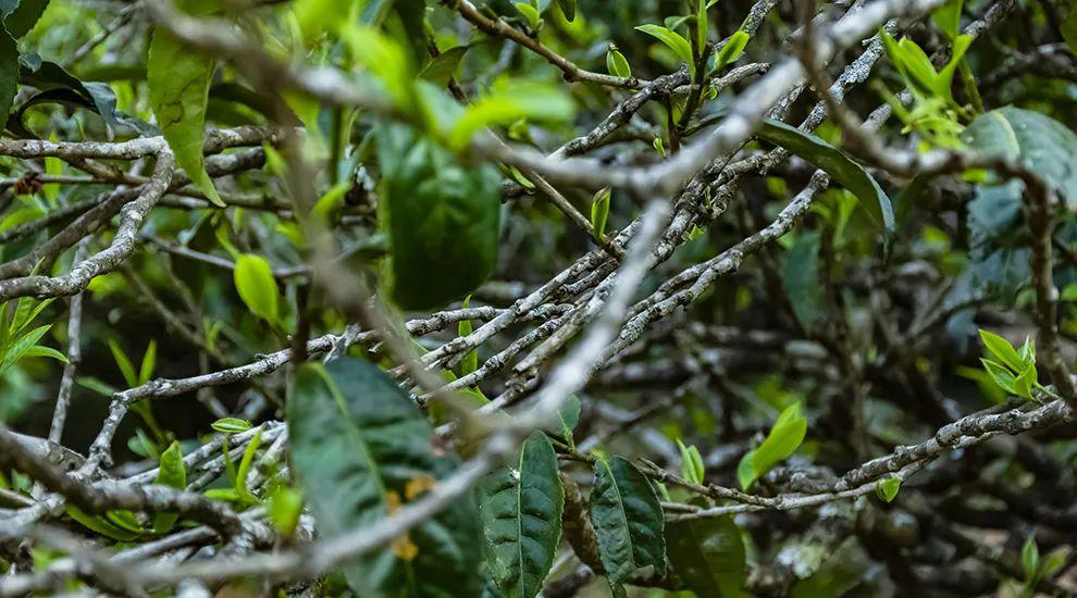 2023年那蕉古樹春茶多少一公斤？