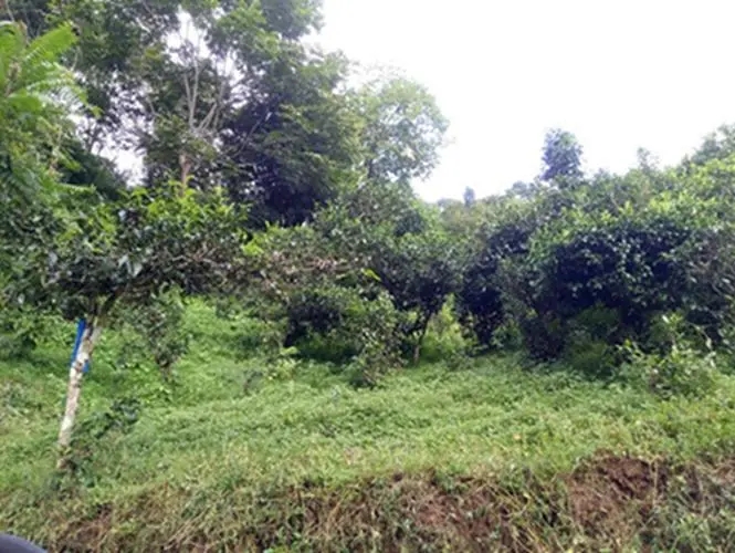 2023年南迫古樹春茶品質(zhì)怎么樣？