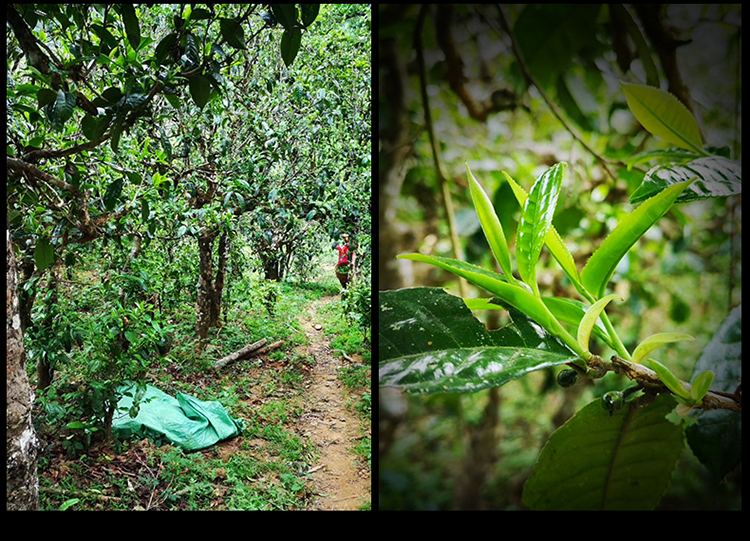 2023年南迫古樹春茶特點(diǎn)是什么？