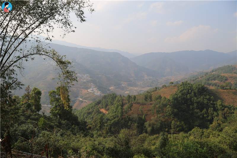 2023年壩歪古樹春茶品質(zhì)如何？