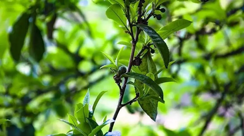 2023糯伍古樹春茶價(jià)格是多少？