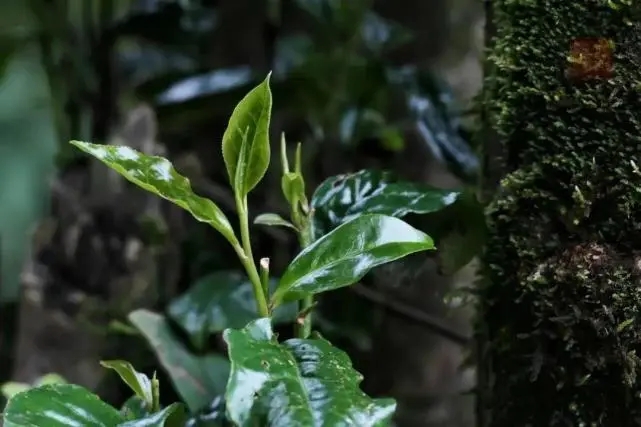 2023年薄荷塘古樹春茶品質(zhì)怎么樣？