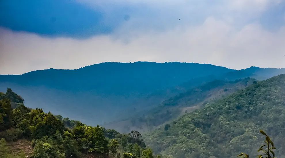 2023年勐庫(kù)大忠山古樹(shù)春茶品質(zhì)怎么樣？