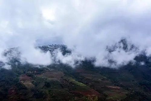 2023年勐庫(kù)大忠山古樹春茶口感如何？