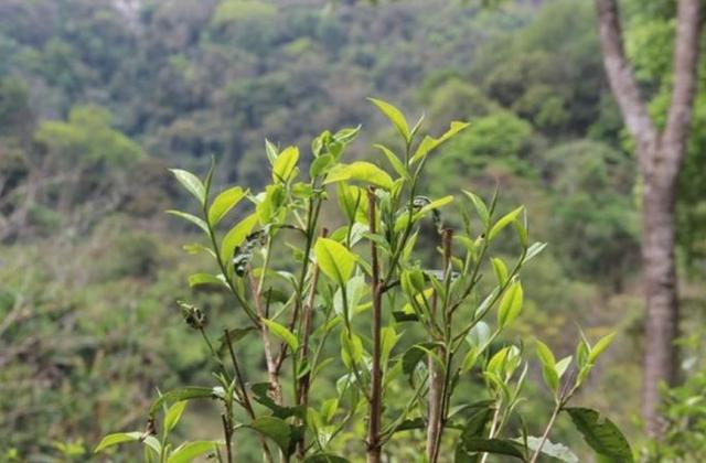 2023年勐庫(kù)那蕉古樹春茶品質(zhì)如何？