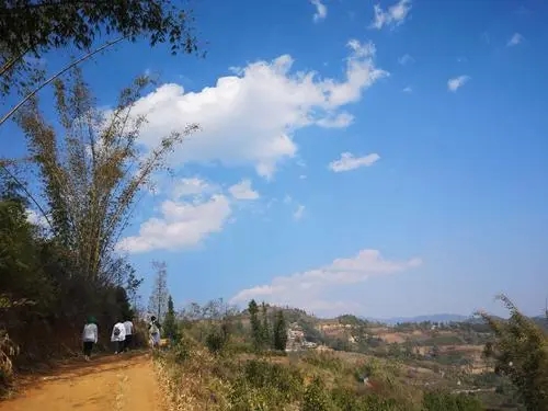 2023年勐庫豆腐寨古樹春茶特點(diǎn)是什么？