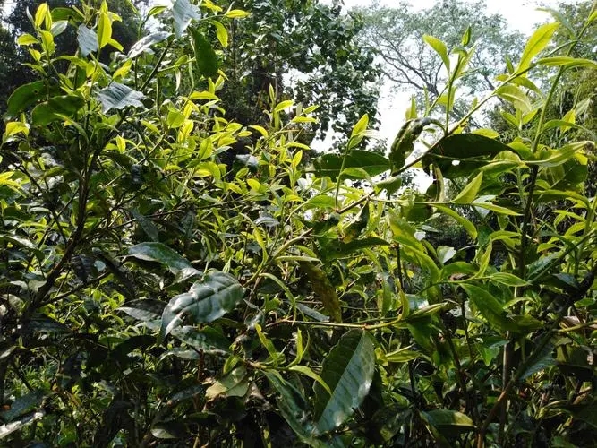 2023年勐庫河邊寨古樹春茶價(jià)格是多少？