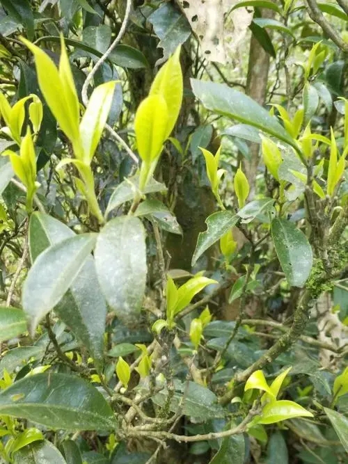 2023年勐庫河邊寨古樹春茶多少一公斤？