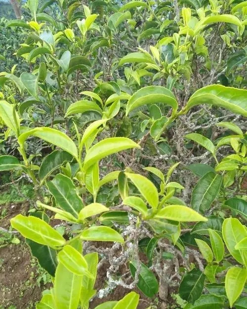 2023年鍋底塘古樹春茶口感如何？