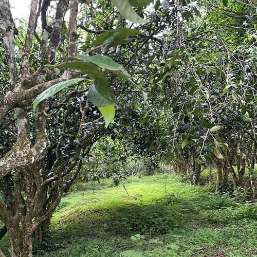 2023年永德大雪山古樹春茶特點(diǎn)是什么？