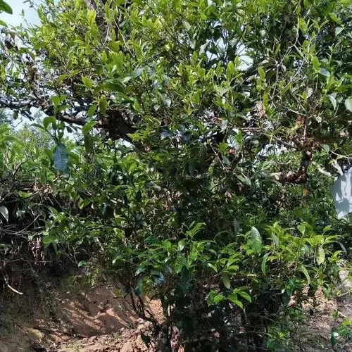 2023年永德大雪山古樹春茶口感怎么樣？