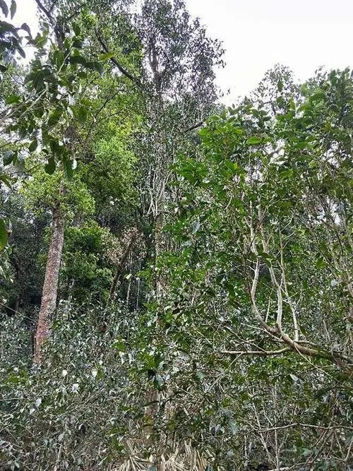 2023年多依樹古樹春茶品質如何？